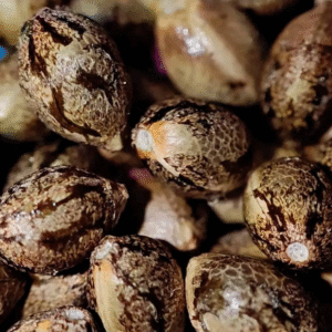 AZURA Seeds