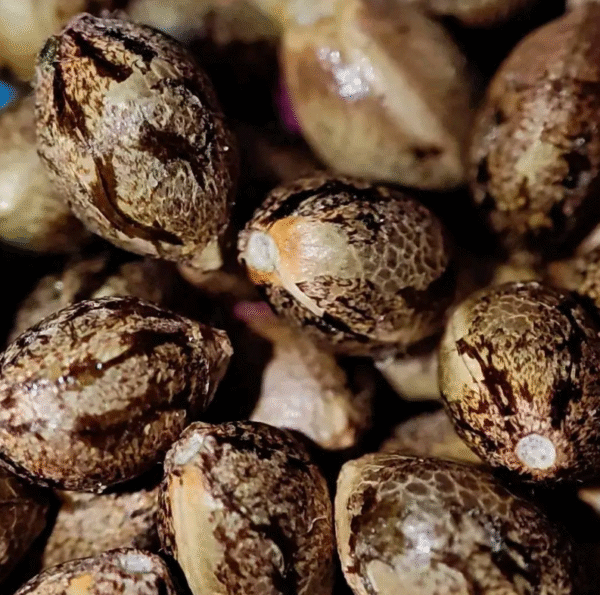 AZURA Seeds