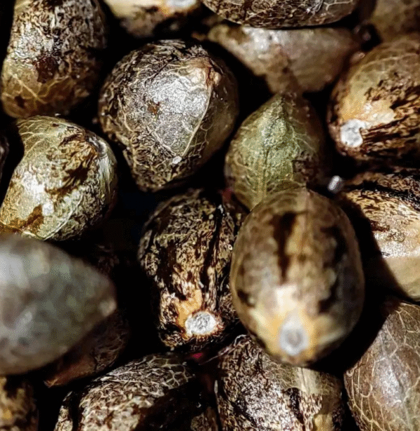 AZURA Seeds - Image 3