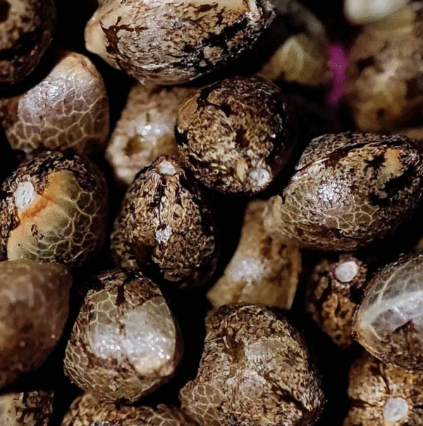 AZURA Seeds - Image 2