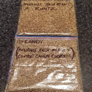 Afcandy and Hashshashin Runtz Seeds