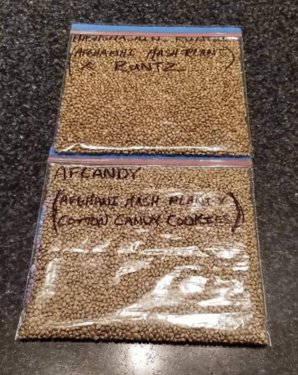 Afcandy and Hashshashin Runtz Seeds
