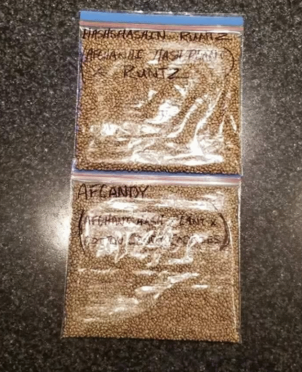 Afcandy and Hashshashin Runtz Seeds - Image 2