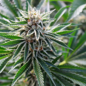 Banana Sherbet