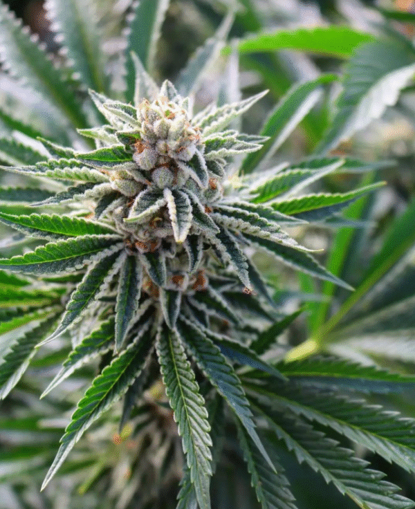 Banana Sherbet