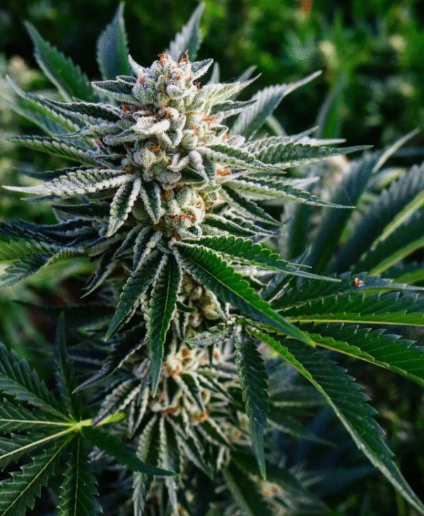 Banana Sherbet - Image 3
