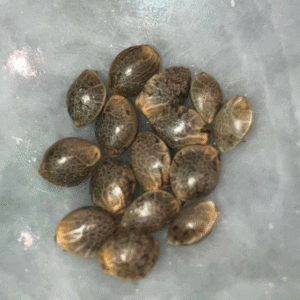 Blackwaters OG Seeds