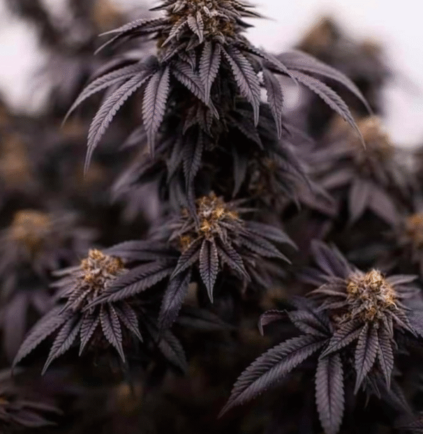 Blackwaters OG Seeds - Image 2
