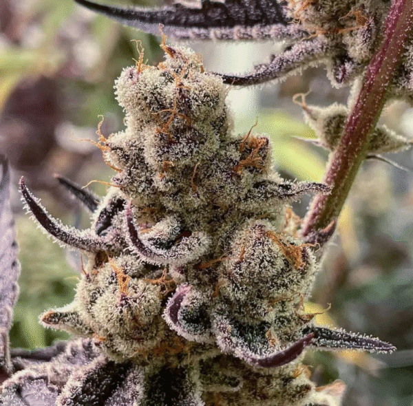 Blockberry
