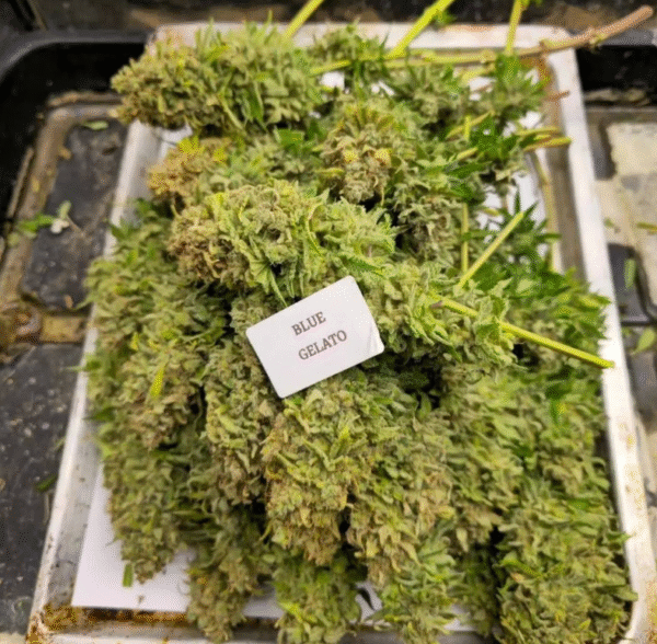 Blue Gelato - Image 3