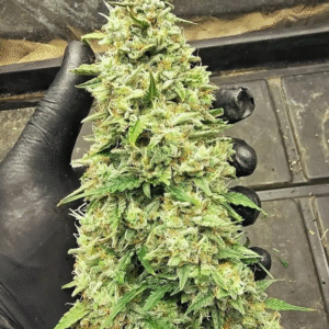 Blue Gelato