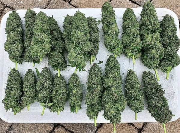 Blue Gelato - Image 4