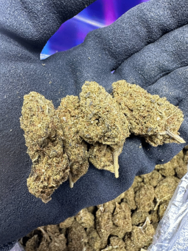 Blue Mango