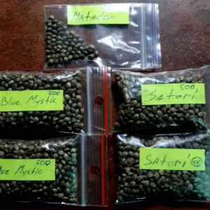 Blue Mystic Seeds and Satori Seeds