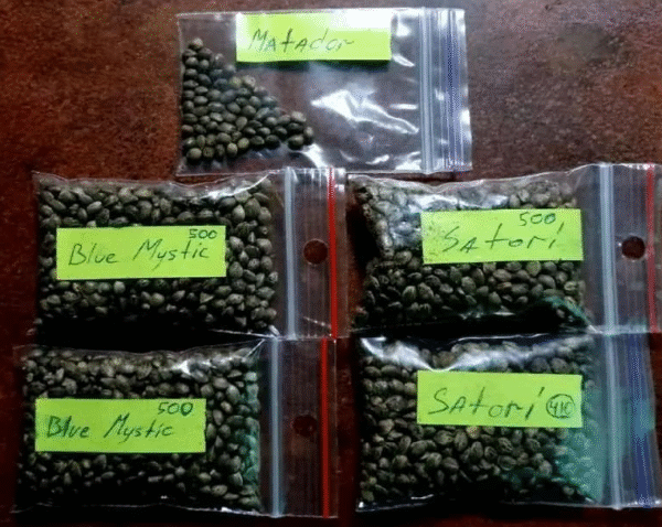 Blue Mystic Seeds and Satori Seeds