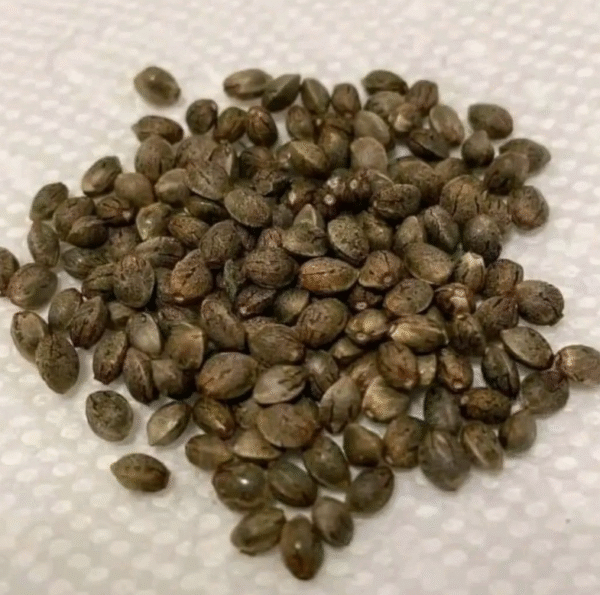 Blue Mystic Seeds and Satori Seeds - Image 2