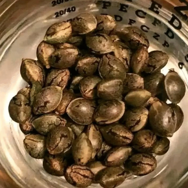 Blue Mystic Seeds and Satori Seeds - Image 3