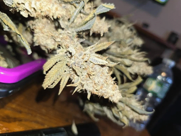Blueberry cupcake X mac1 - Image 5