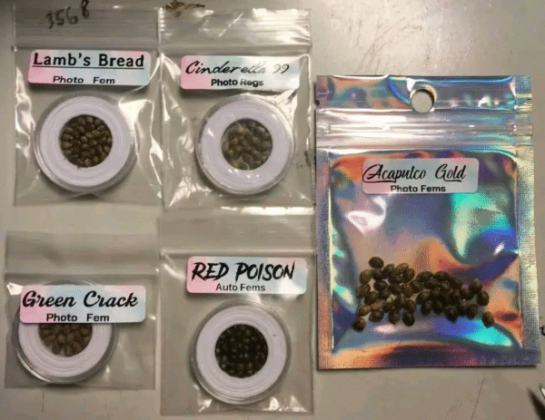 Cinderella 99 Seed and Acapulco Gold Seed