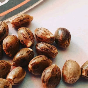 Colombian Gold Seed