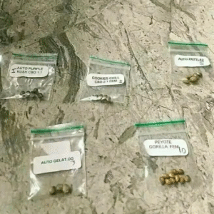 Cookies Chill and Gelato OG seeds