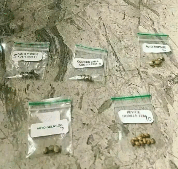 Cookies Chill and Gelato OG seeds