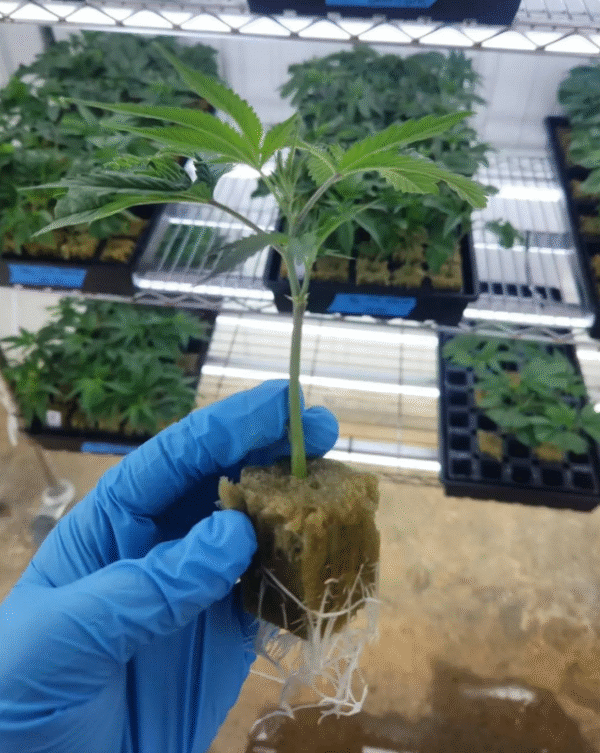 Fully Mature SE Asian Pure Sativa Seeds - Image 3