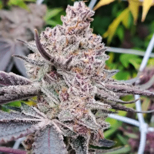 GG 4 x Trop Cherry