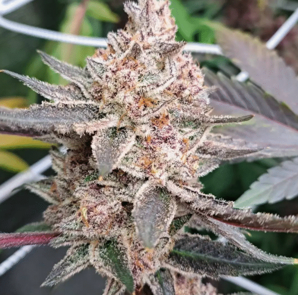 GG 4 x Trop Cherry - Image 2