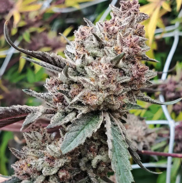 GG 4 x Trop Cherry - Image 3
