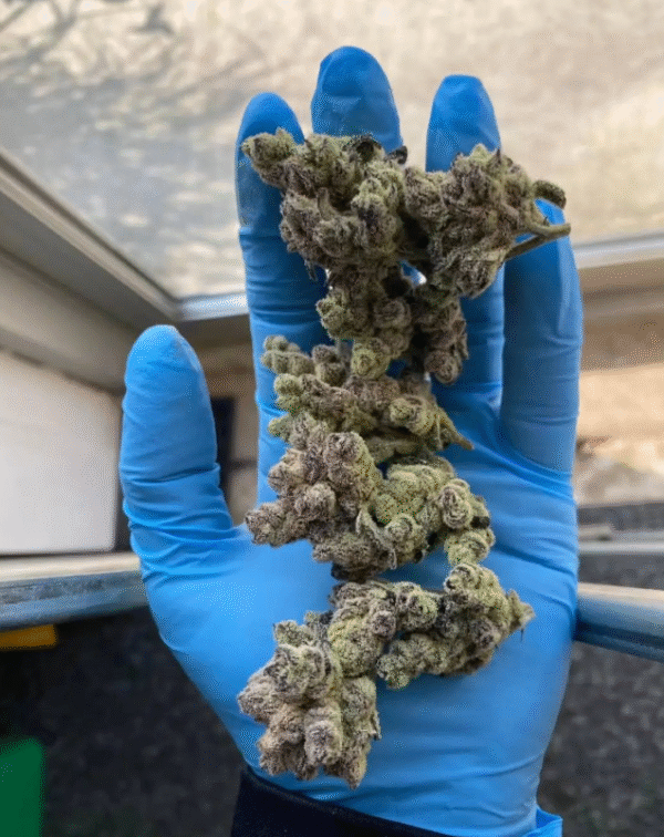 Grape Rock Candy x Banana Butter - Image 2