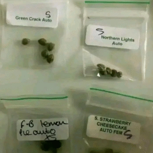 Green Crack, Northern Lights