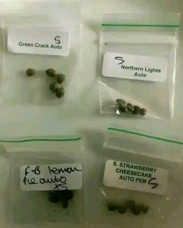 Green Crack, Northern Lights