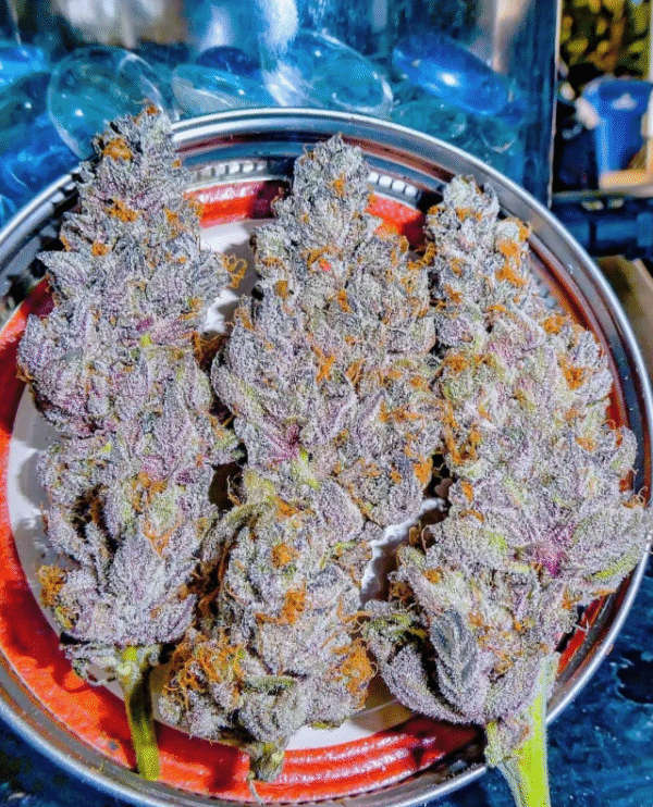 King Sherb! (OGKB V2.1 x Blue Sherbet) - Image 2