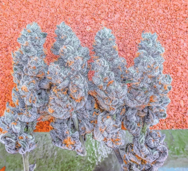 King Sherb! (OGKB V2.1 x Blue Sherbet)