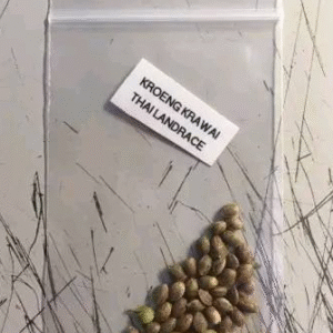 Kroeng Krawai Thai Landrace