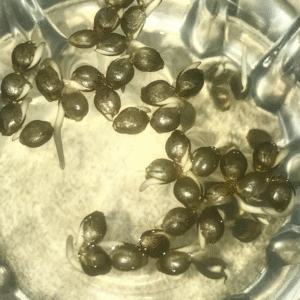 Lemon Tree x Creme Seed