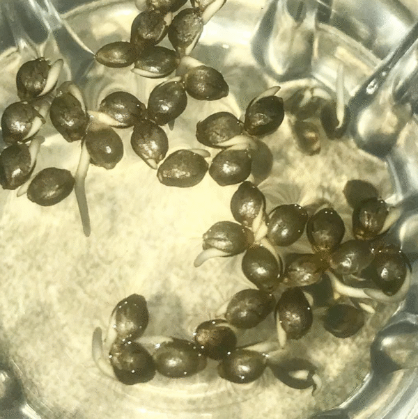 Lemon Tree x Creme Seed