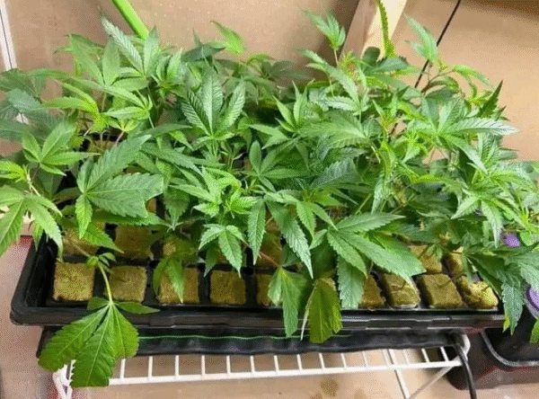 Lemon Tree x Creme Seed - Image 2