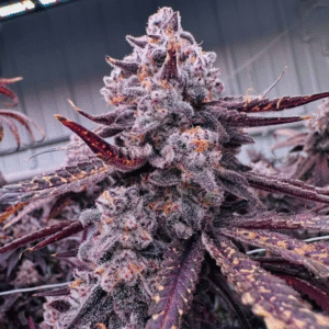 Mac1 Berry Truffle
