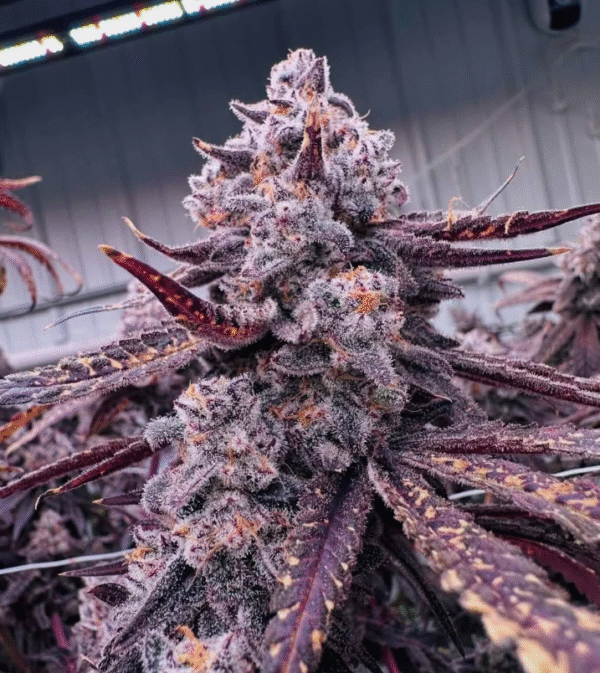 Mac1 Berry Truffle