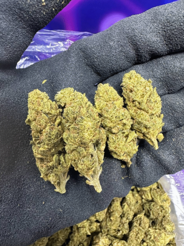 Miami Zourz