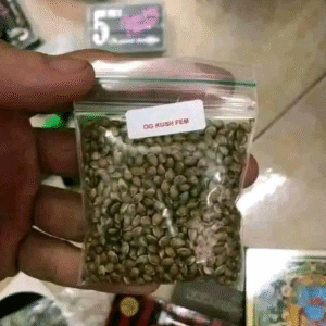 OG Kush Seeds