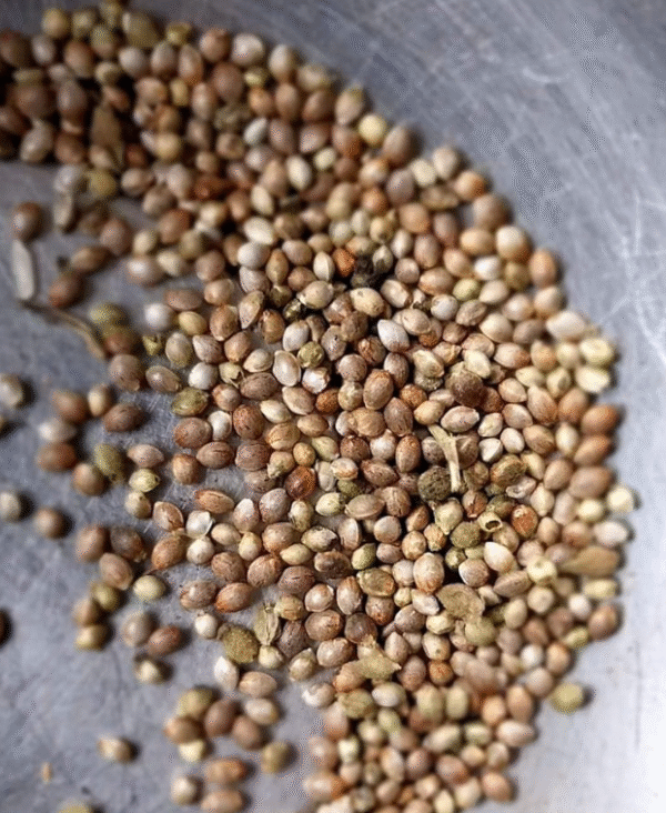 OG Kush Seeds - Image 2