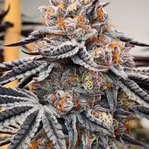 Pineapple Burst