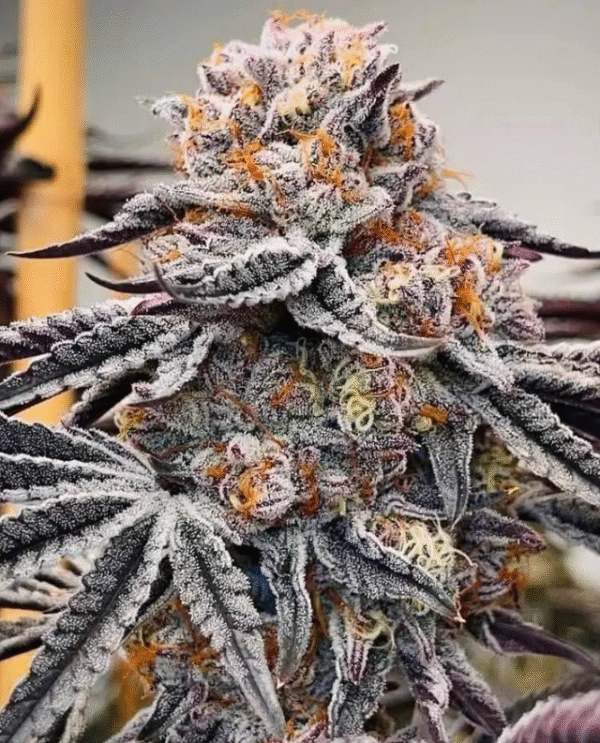 Pineapple Burst