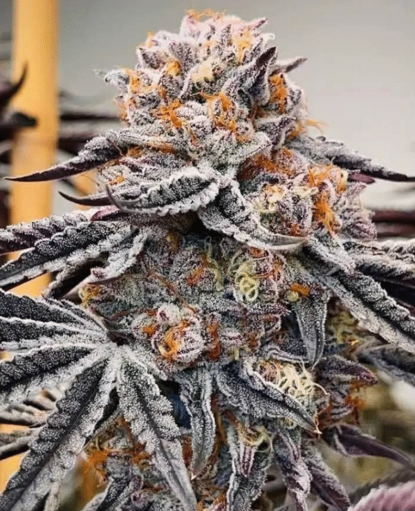 Pineapple Burst - Image 3
