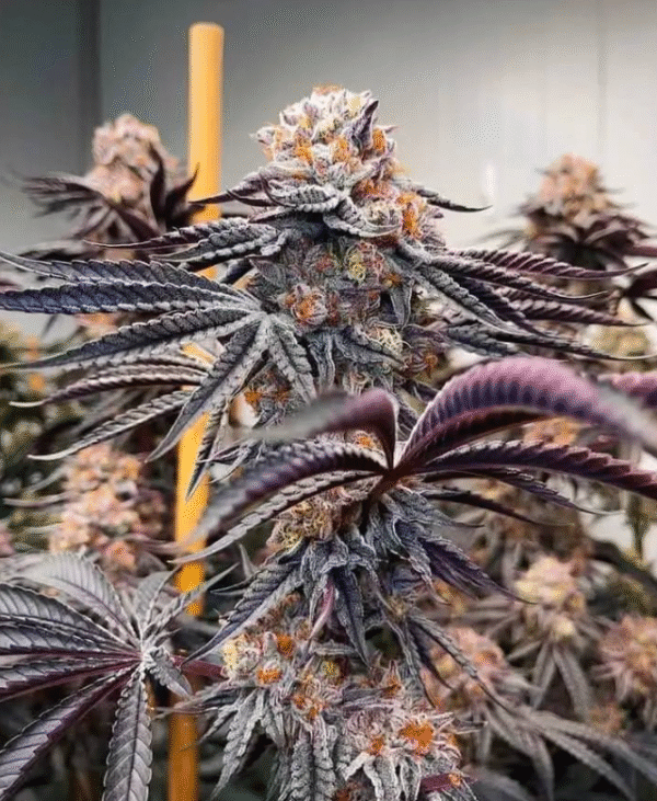 Pineapple Burst - Image 2