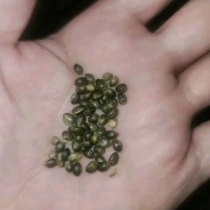 Pink poison Seed