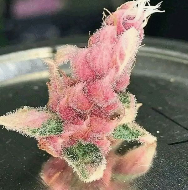 Pink poison Seed - Image 2
